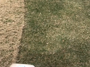 Close up grass lawn thatch