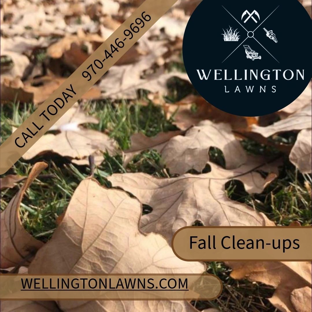 Fall leaves lawn cleanup